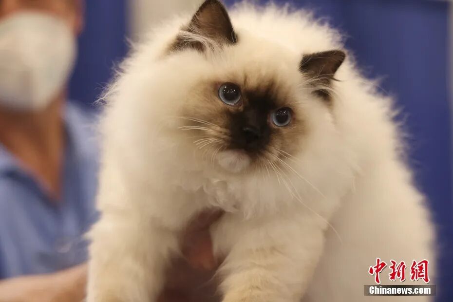 资料图：宠物猫。中新社记者 余瑞冬 摄